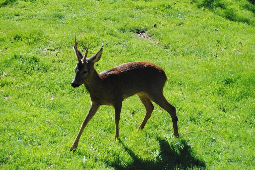 Parque Biologico De ビニャイシュ エクステリア 写真
