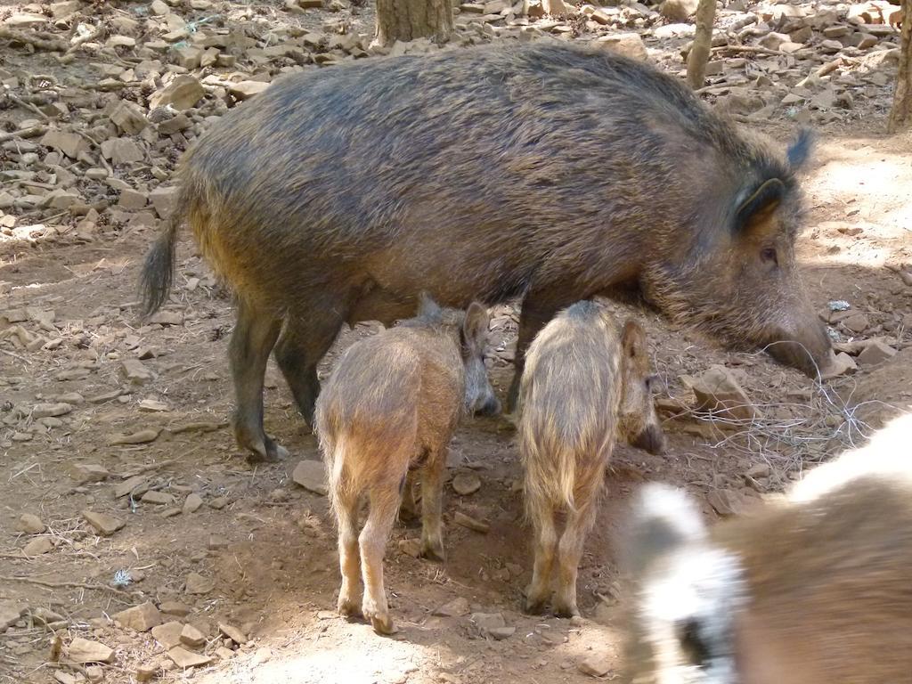 Parque Biologico De ビニャイシュ エクステリア 写真